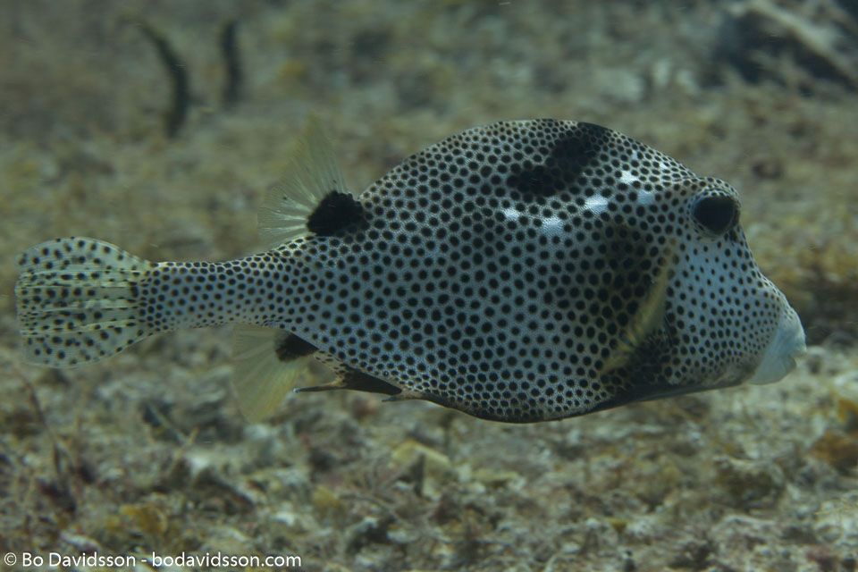 BD-101213-Playa-del-Carmen-3106-Lactophrys-bicaudalis-(Linnaeus.-1758)-[Spotted-trunkfish].jpg